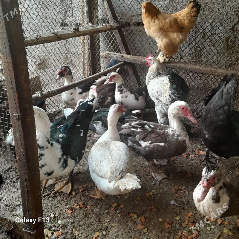 ördök. - Кëши - img 2