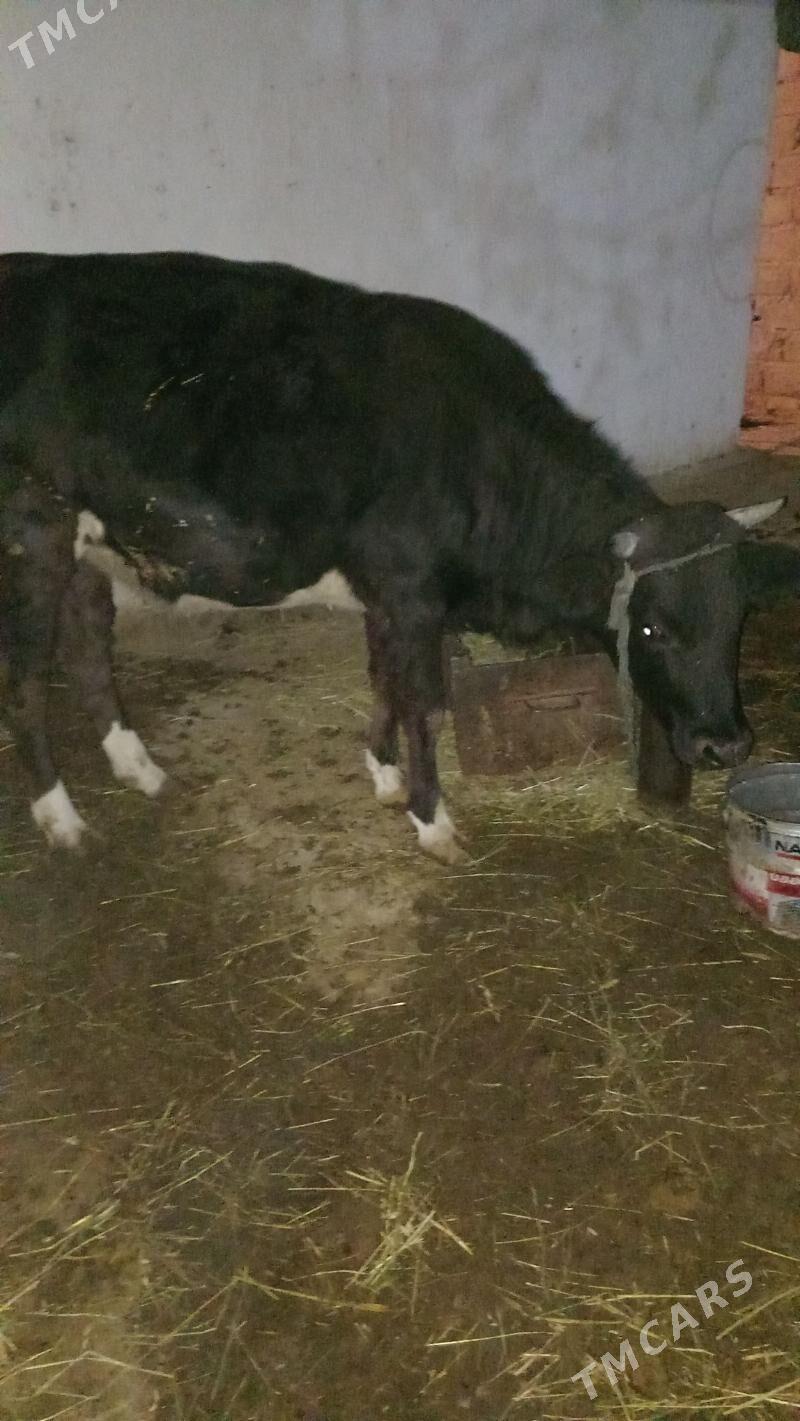 Tüwe - Гёкдепе - img 2