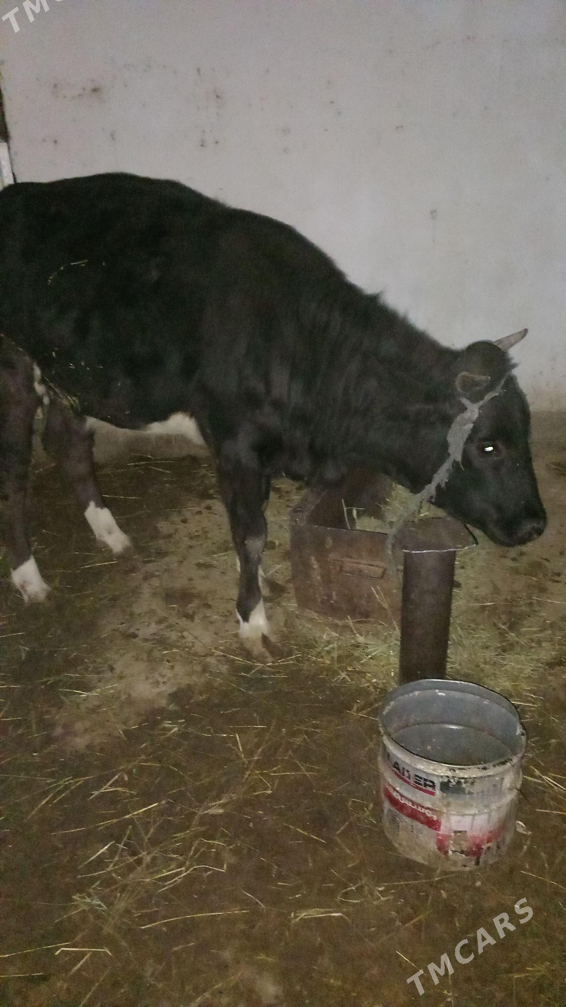 Tüwe - Гёкдепе - img 4