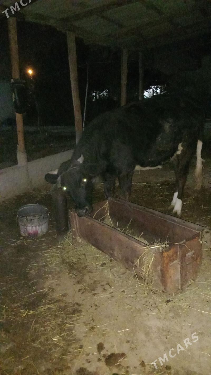 Tüwe - Гёкдепе - img 3