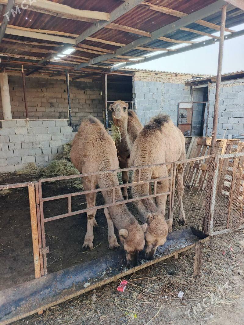 Düýe - Gyzylarbat - img 3