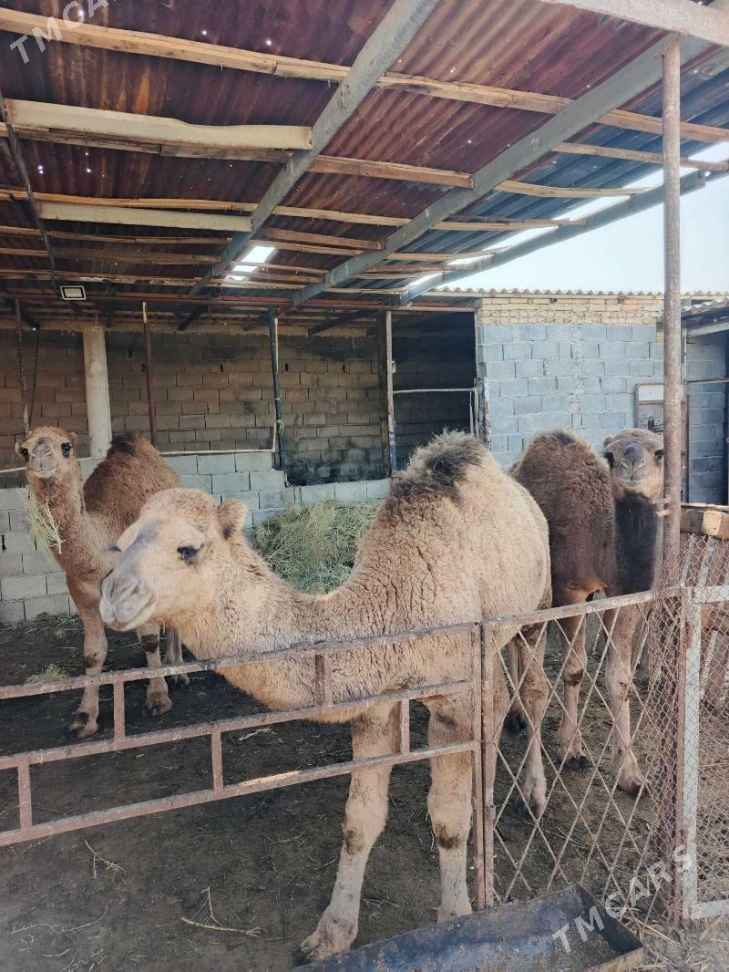 Düýe - Gyzylarbat - img 2