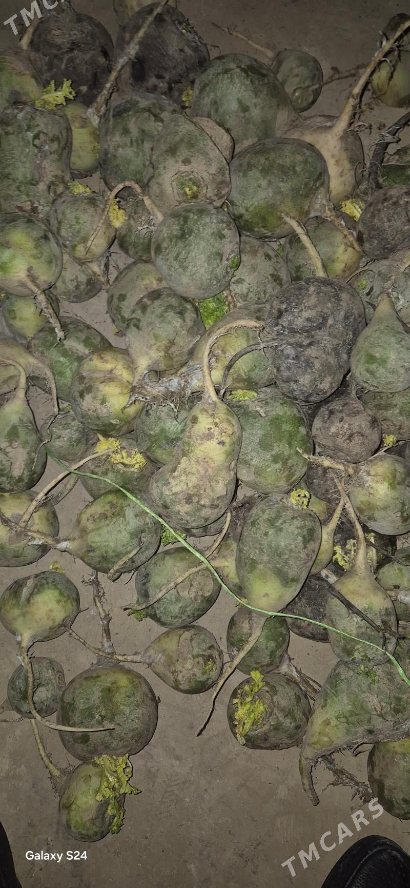 turp siveçi. malara - Tejen - img 1