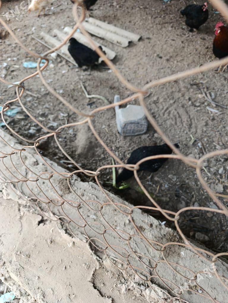 juyje - Саят - img 5