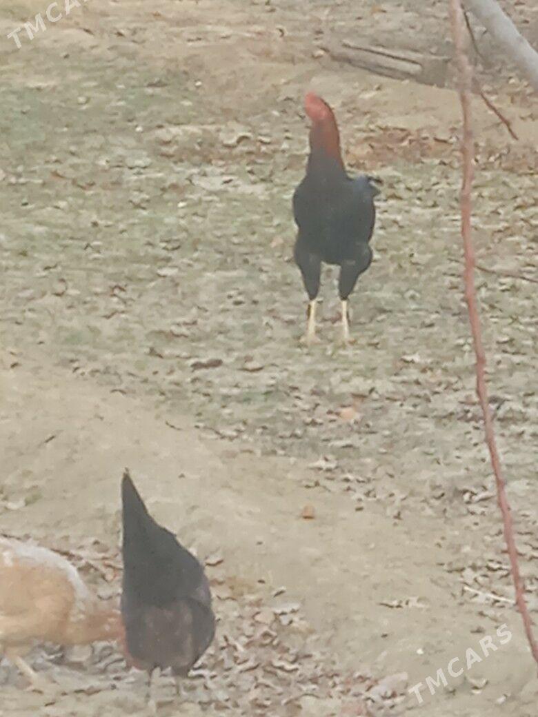 Horaz - Бахарден - img 3