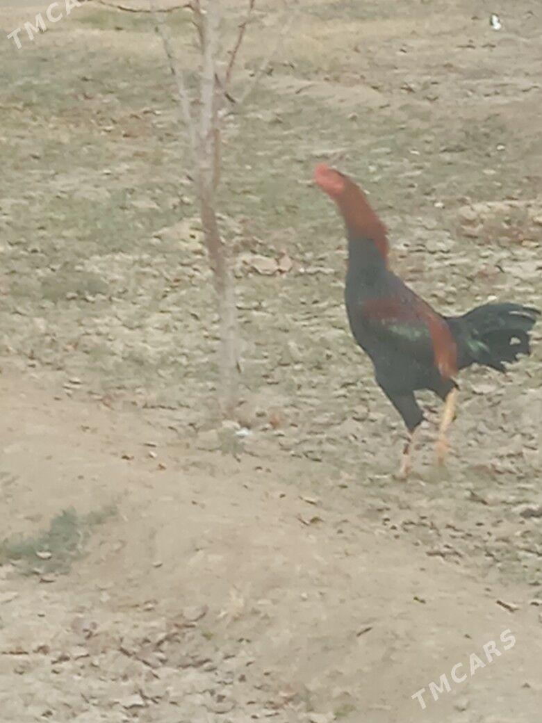 Horaz - Бахарден - img 2