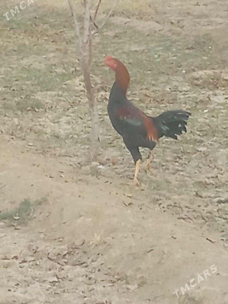 Horaz - Бахарден - img 1