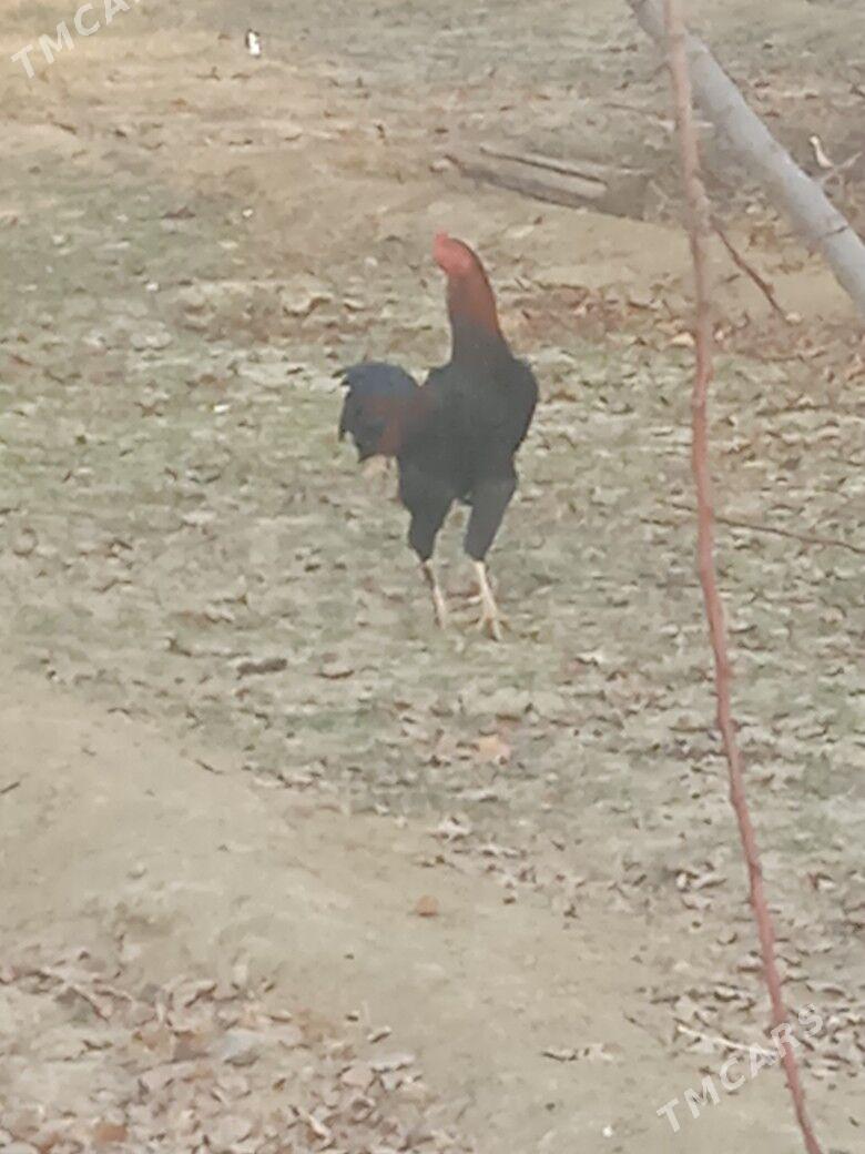 Horaz - Бахарден - img 4