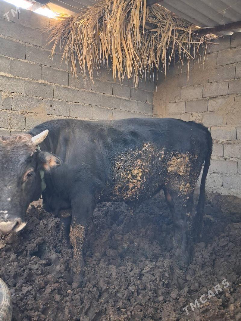 Öküz - Бахарден - img 3