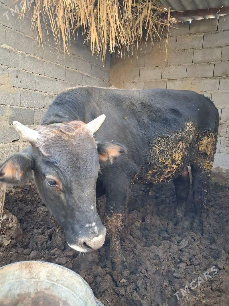 Öküz - Бахарден - img 5