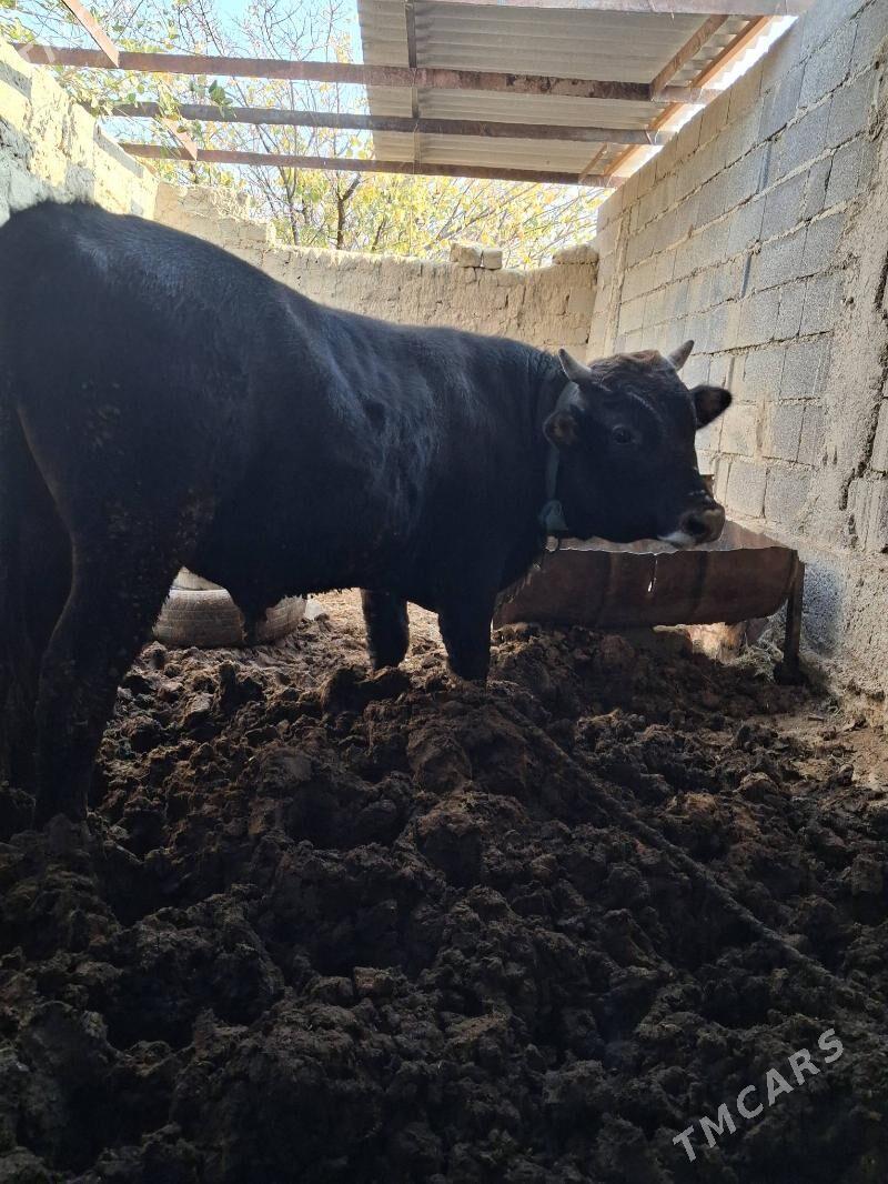 Öküz - Бахарден - img 2