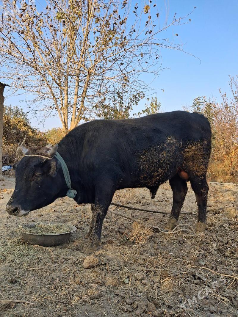 Öküz - Бахарден - img 1