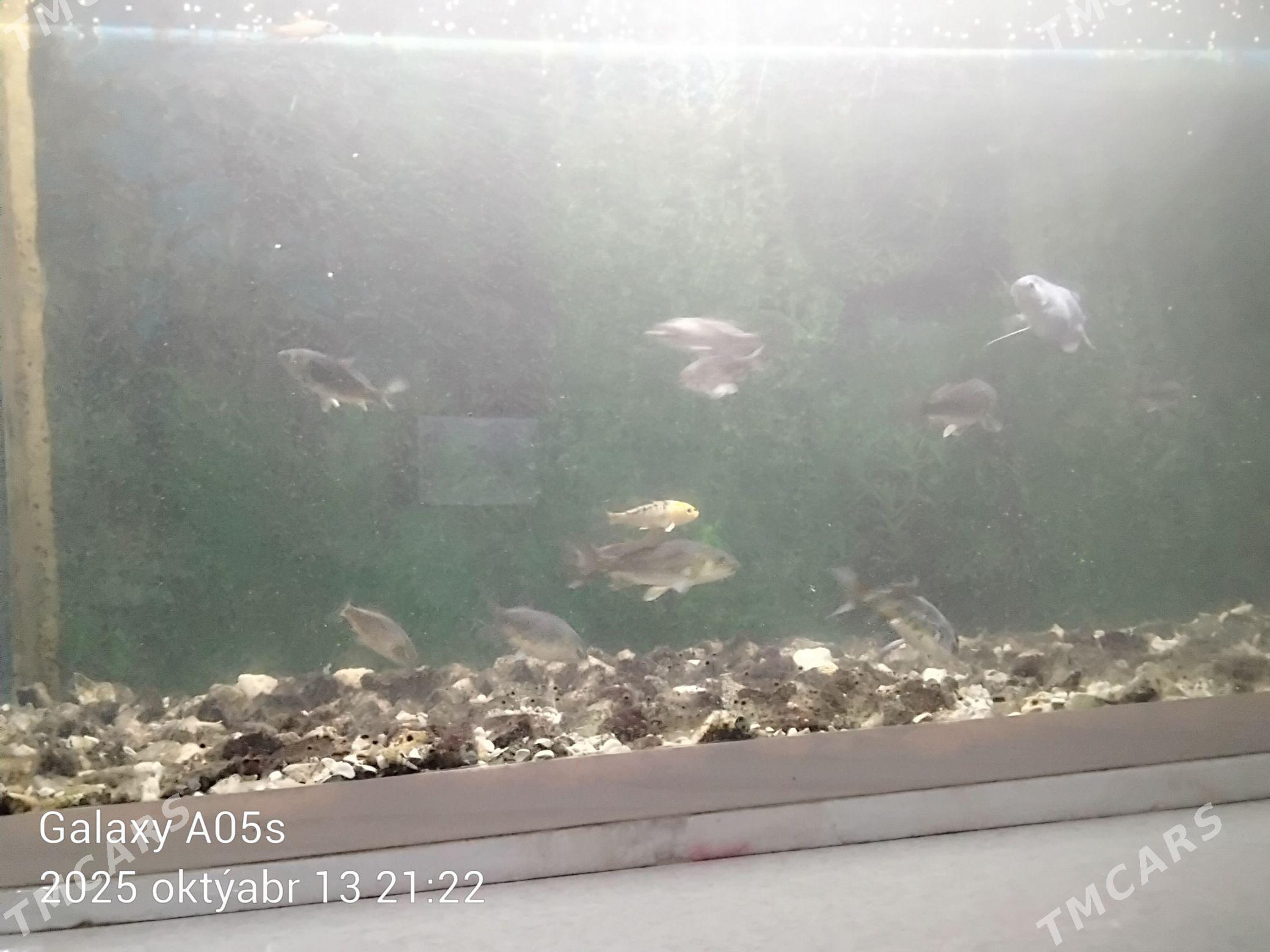 balyk koi - Дашогуз - img 2