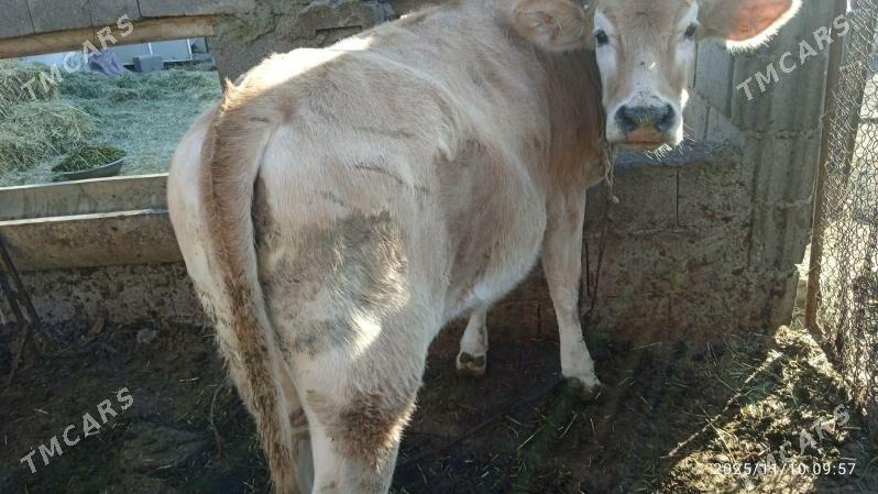 tuwe,sywes - Бахарден - img 4