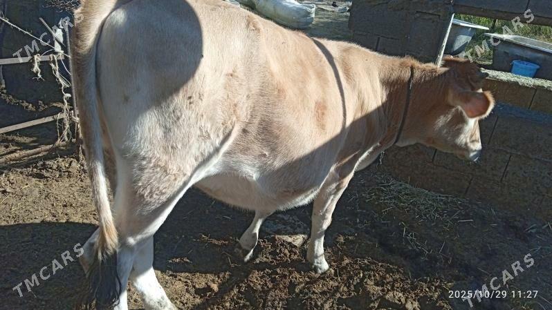 tuwe,sywes - Бахарден - img 3