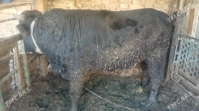 okuz - Aşgabat - img 2