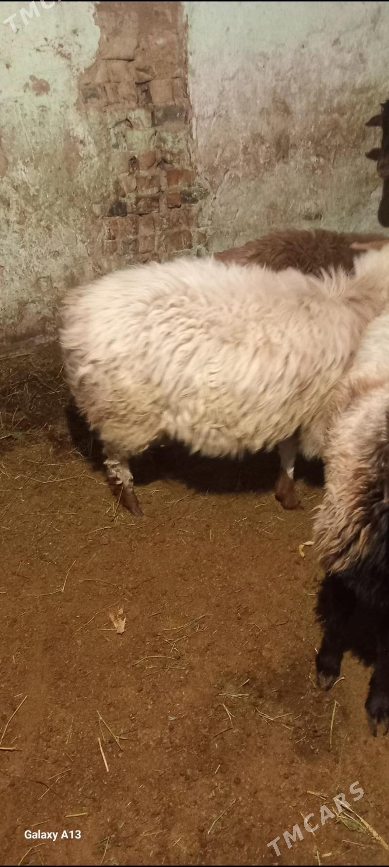 tokly - Hitrowka - img 3