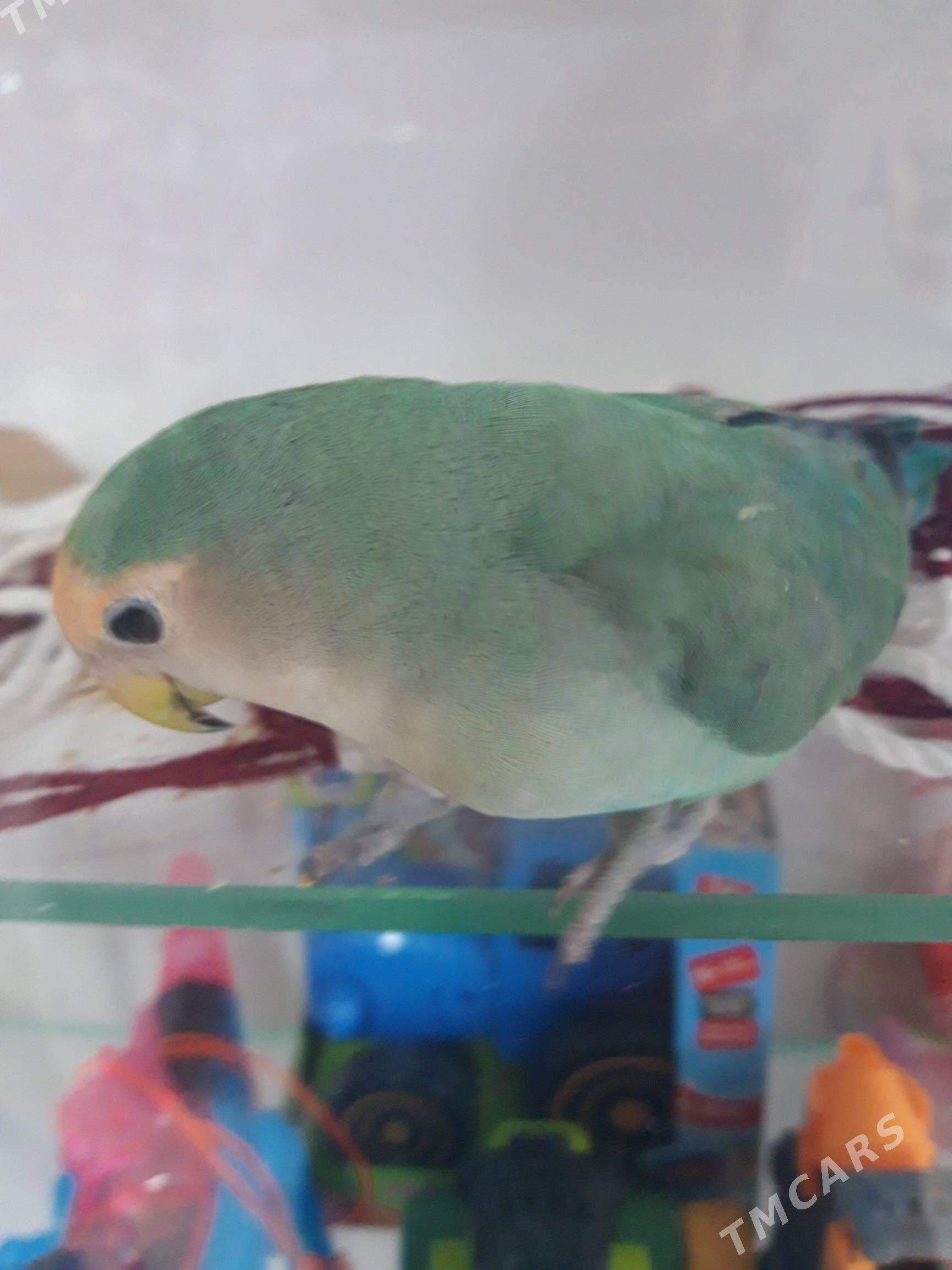 nerazlucnik - Ашхабад - img 2