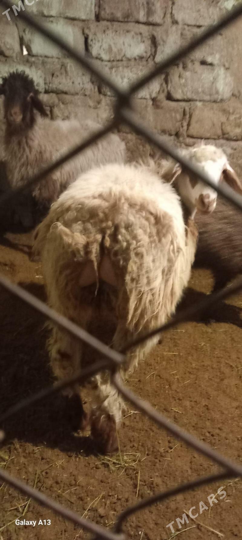 tokly - Hitrowka - img 2