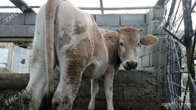 tuwe,okuz - Bäherden - img 4