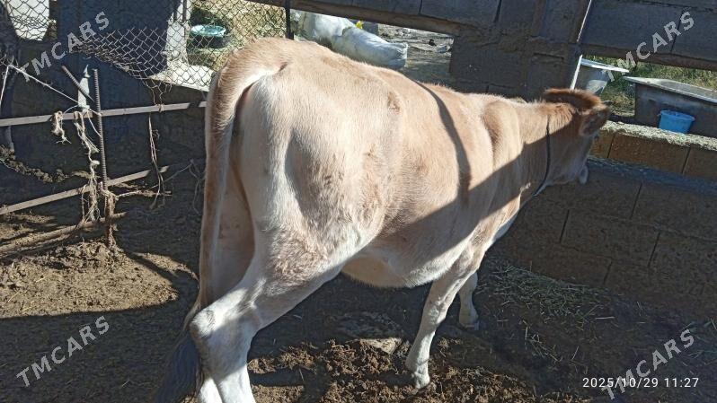 tuwe,okuz - Bäherden - img 3