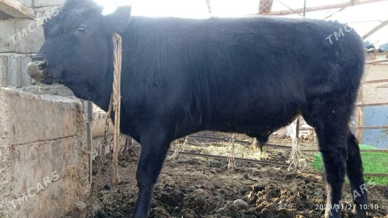 tuwe,okuz - Bäherden - img 2