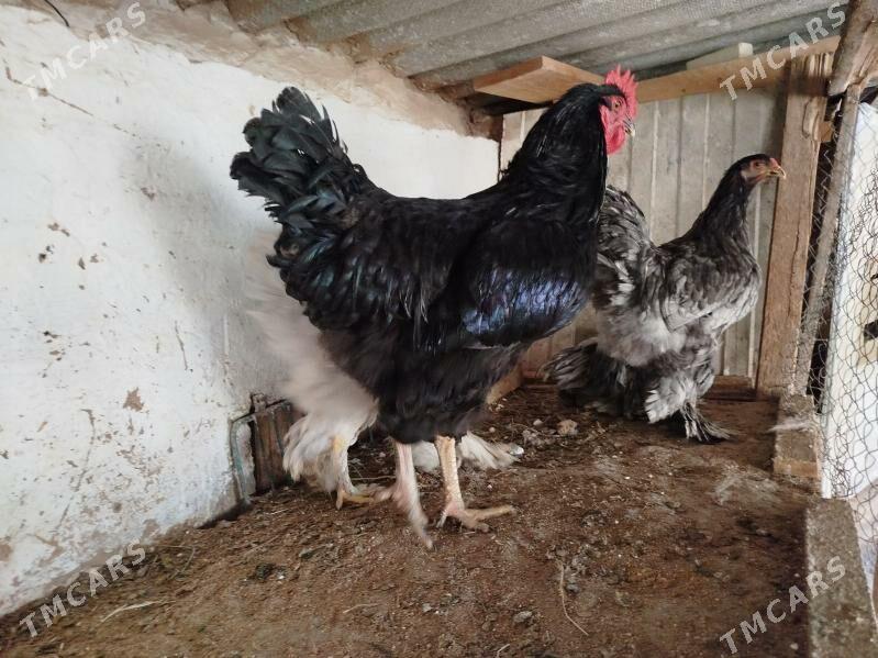 yumurtga towuk Gigant Jersi - Бузмеин - img 2