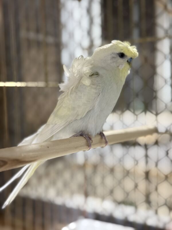 Выставочный попугай - Aşgabat - img 2