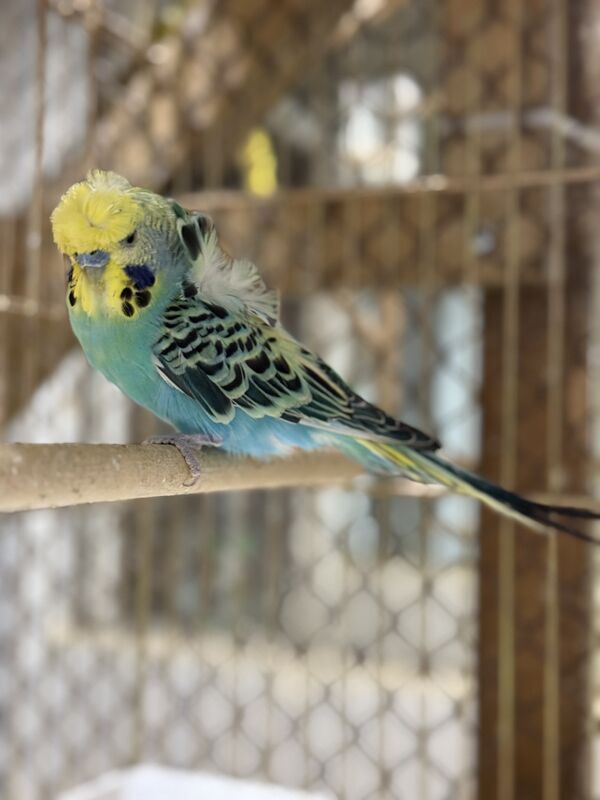 Выставочный попугай - Aşgabat - img 1