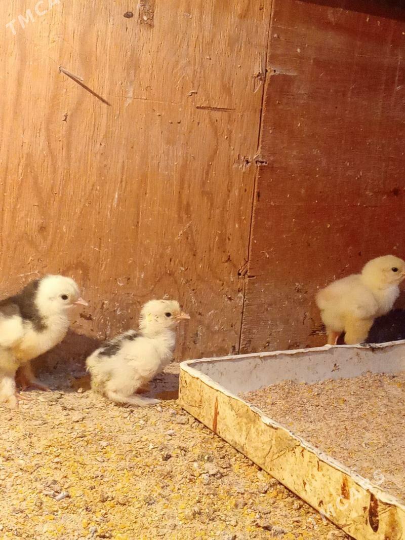 brama jyje - Bagyr - img 4