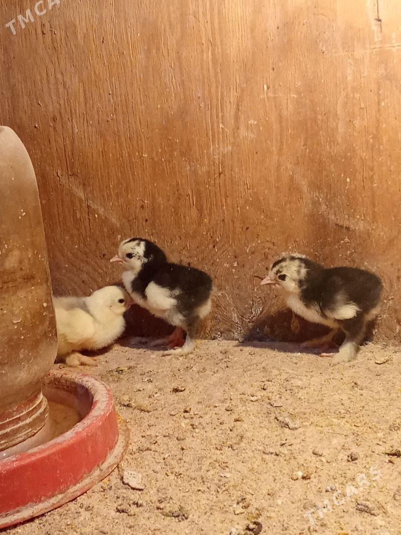 brama jyje - Bagyr - img 5