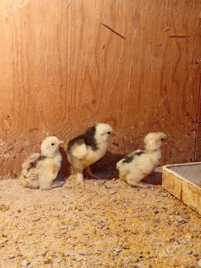 brama jyje - Bagyr - img 1