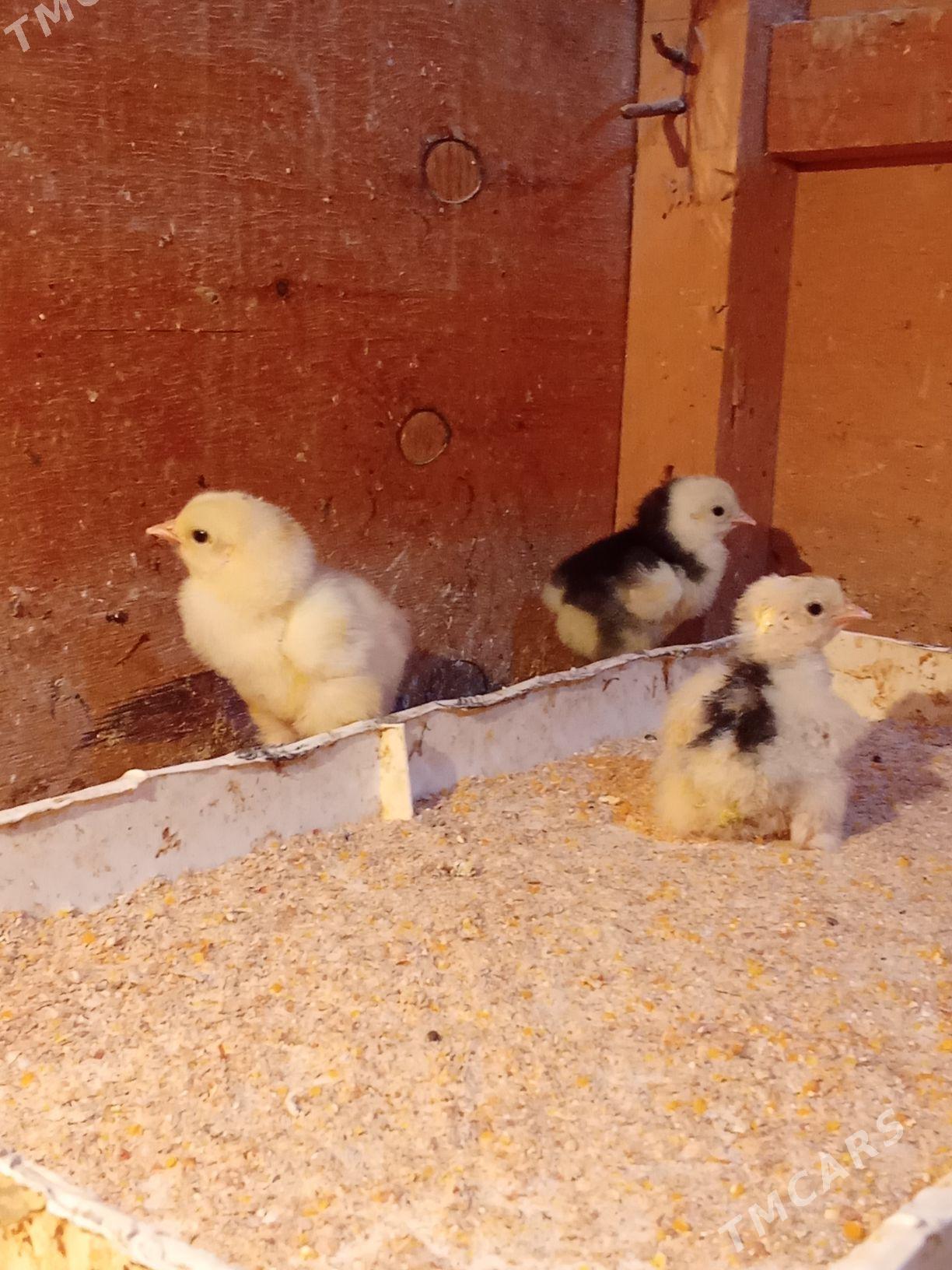 brama jyje - Bagyr - img 2