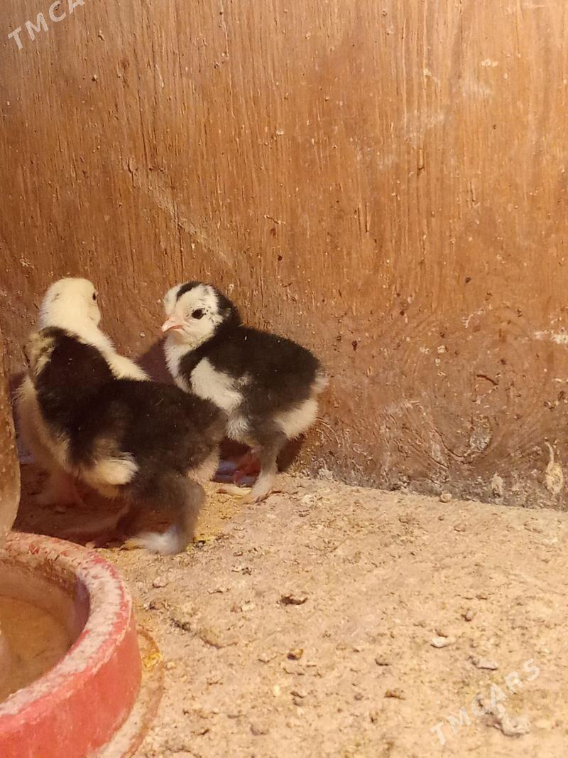 brama jyje - Bagyr - img 3