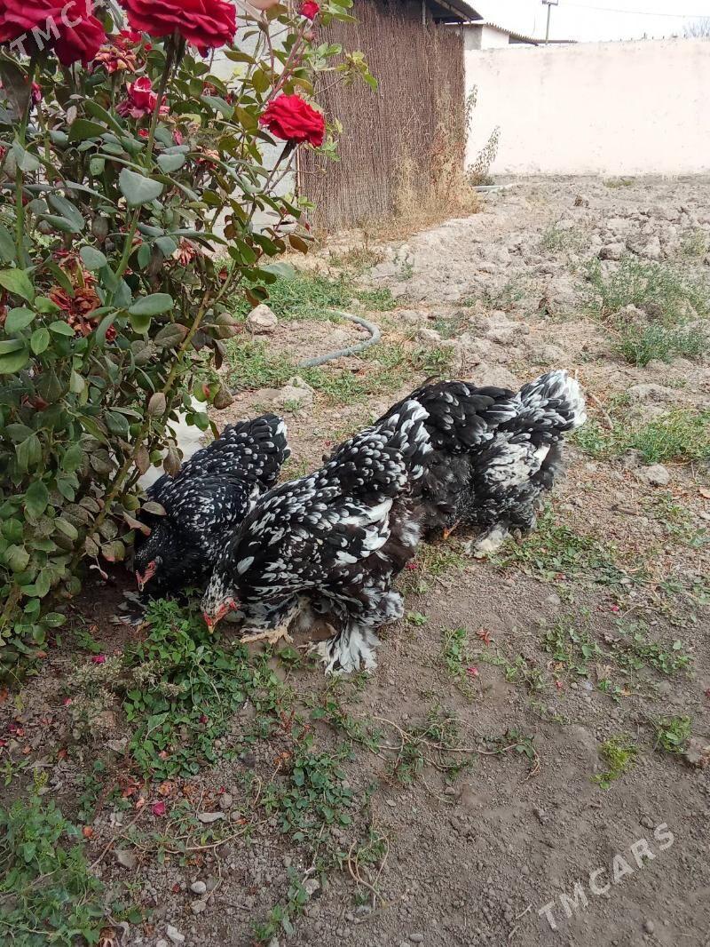 brama jyje - Bagyr - img 6