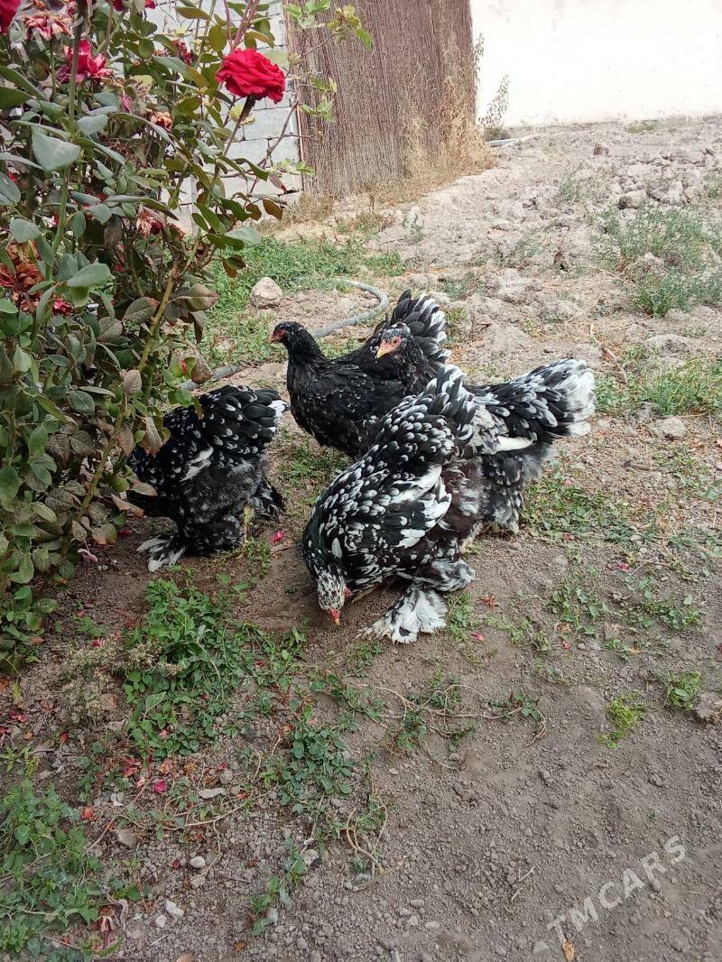 brama jyje - Bagyr - img 7