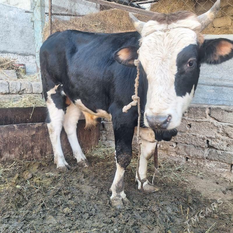 Okuzokuz - Çoganly - img 3