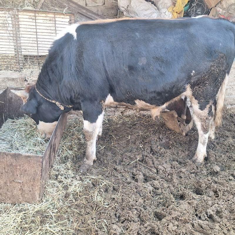 Okuzokuz - Çoganly - img 4