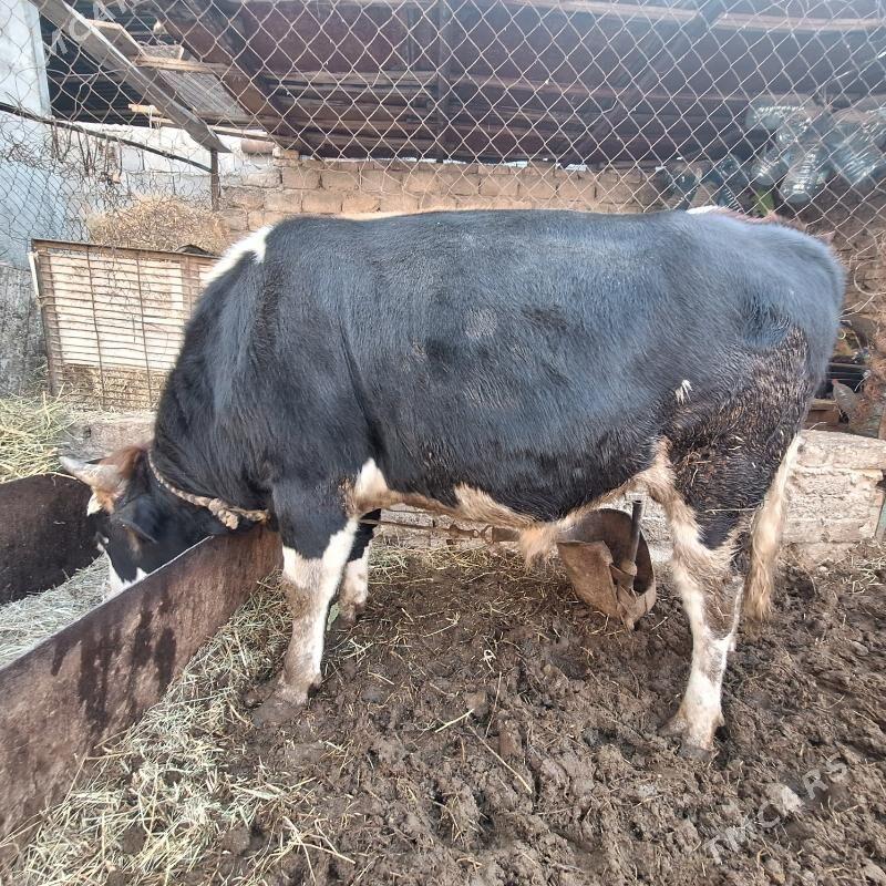 Okuzokuz - Çoganly - img 2