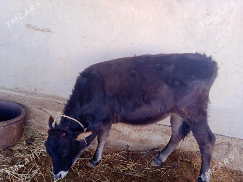 goleli gygyr - Ак-Бугдайский этрап - img 2