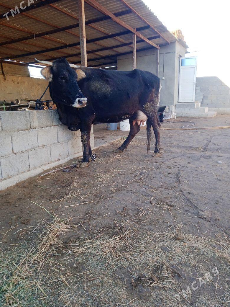 goleli gygyr - Ак-Бугдайский этрап - img 3