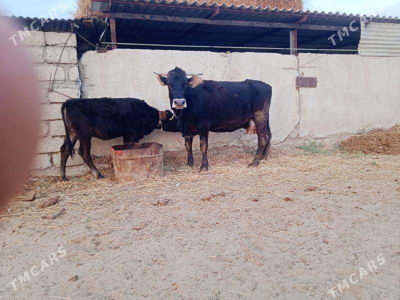 goleli gygyr - Ак-Бугдайский этрап - img 4