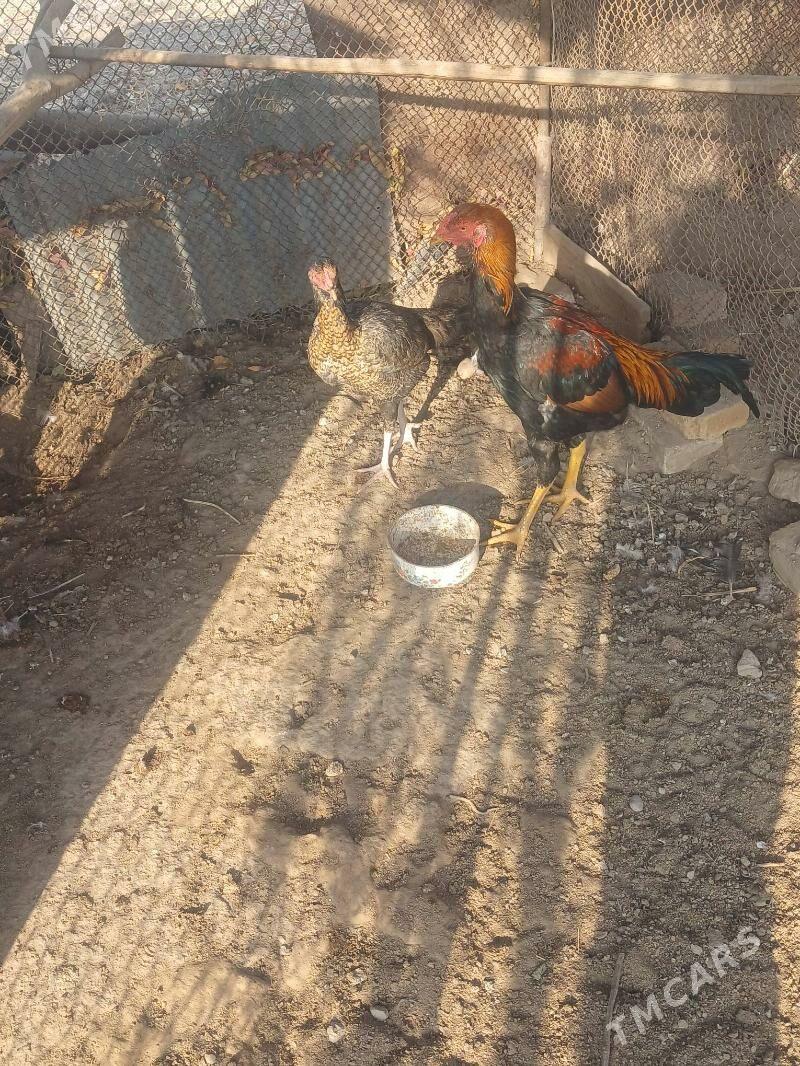 horaz - Дянев - img 2