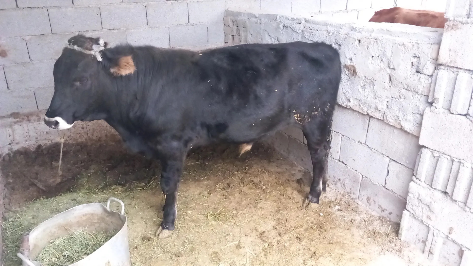 Гаверс обасы - Ак-Бугдайский этрап - img 2