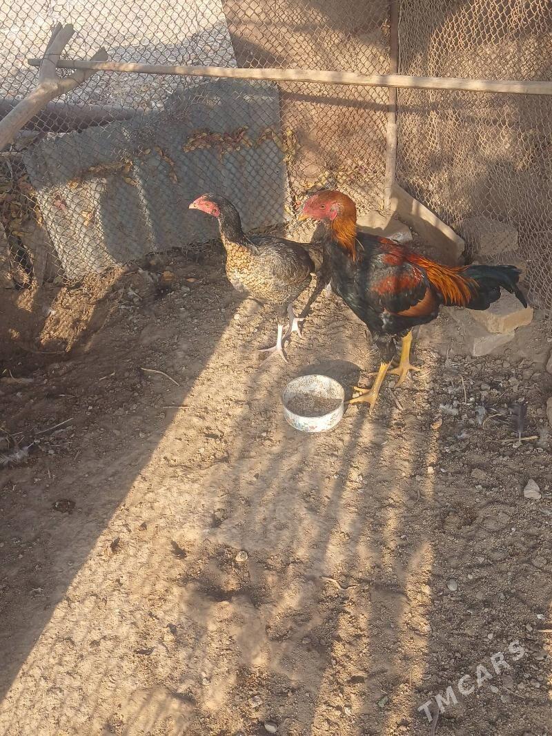 horaz - Дянев - img 3