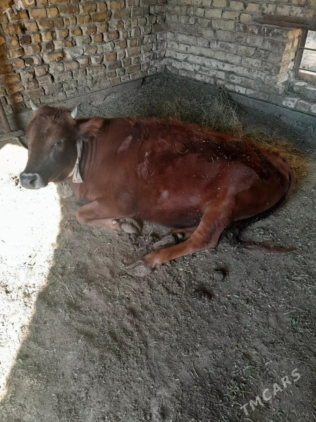 bakylan gulajyn - Мары - img 3