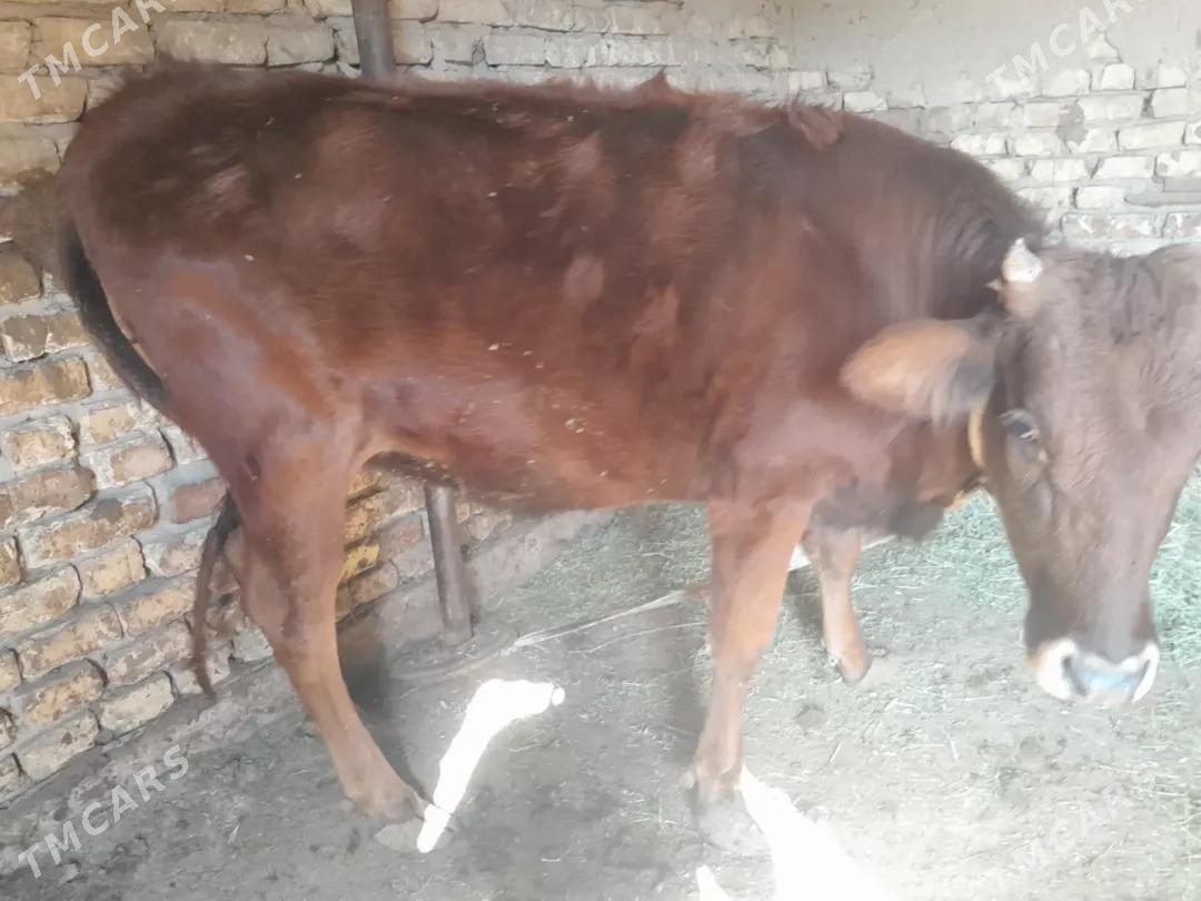 bakylan gulajyn - Мары - img 2