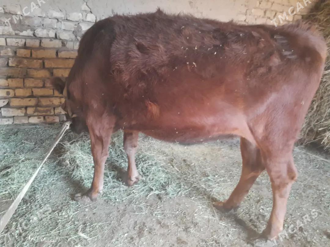 bakylan gulajyn - Мары - img 5