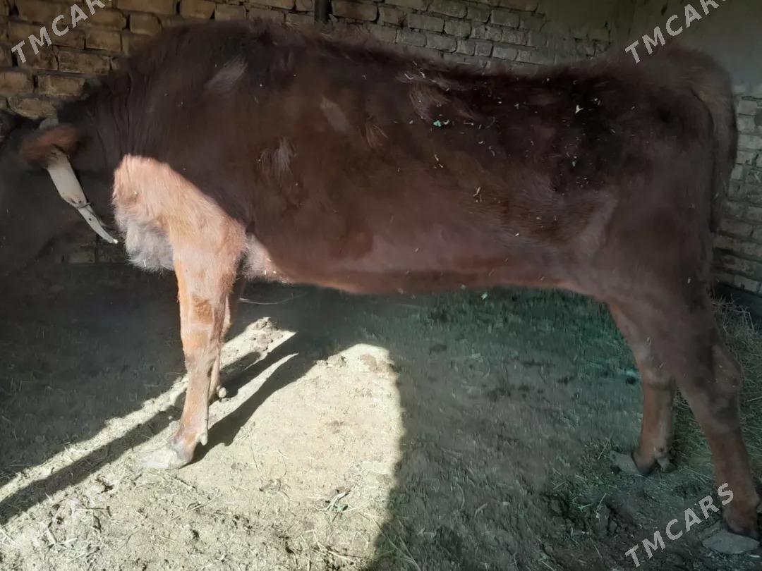 bakylan gulajyn - Мары - img 4