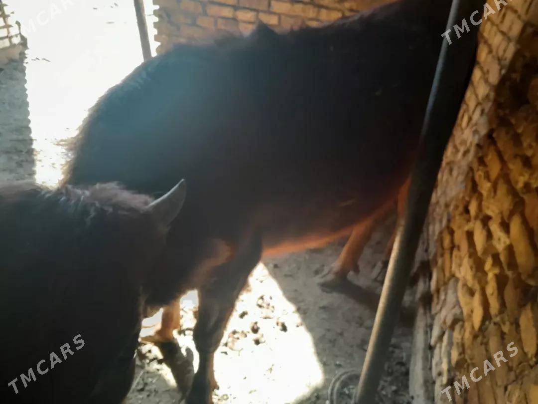 bakylan gulajyn - Мары - img 7